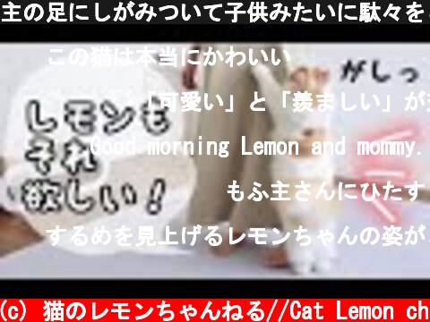 主の足にしがみついて子供みたいに駄々をこねる猫が可愛い！  (c) 猫のレモンちゃんねる//Cat Lemon ch