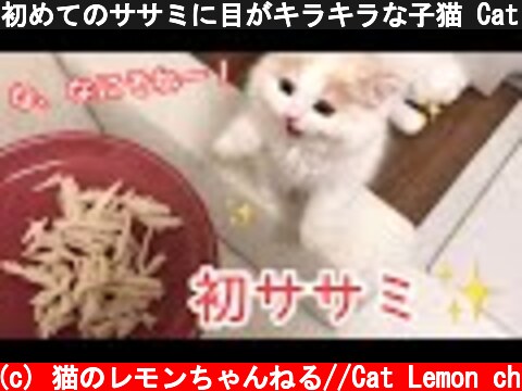 初めてのササミに目がキラキラな子猫 Cat eating chicken breast strips for the first time  (c) 猫のレモンちゃんねる//Cat Lemon ch