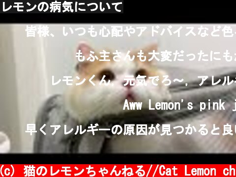 レモンの病気について  (c) 猫のレモンちゃんねる//Cat Lemon ch