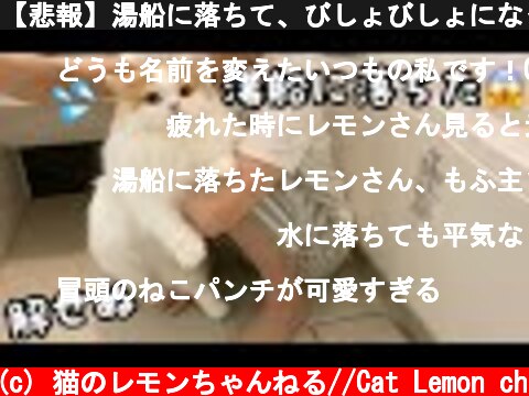 【悲報】湯船に落ちて、びしょびしょになってしまった猫w  (c) 猫のレモンちゃんねる//Cat Lemon ch