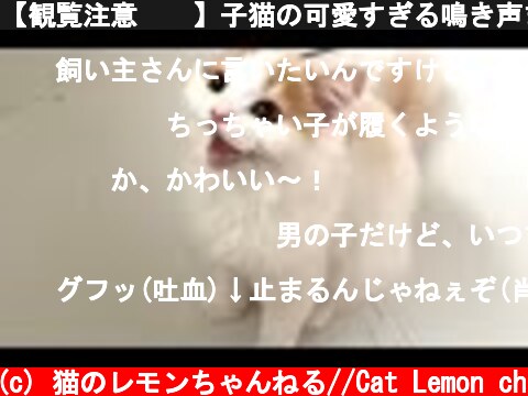 【観覧注意⚠️】子猫の可愛すぎる鳴き声まとめ！萌え死にしても知りません。【サイレントニャー】  (c) 猫のレモンちゃんねる//Cat Lemon ch