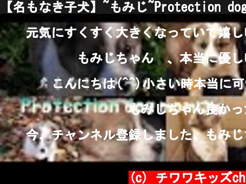 【名もなき子犬】~もみじ~Protection dog momiji Happy life  (c) チワワキッズch