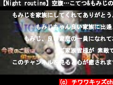【Night routine】空腹…こてつ&もみじのナイトルーティーン！  (c) チワワキッズch