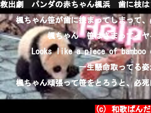 救出劇🐼パンダの赤ちゃん楓浜🍁歯に枝はさまってSOSそこに救世主現る【Giant Panda Fuhin】  (c) 和歌ぱんだ