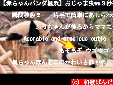 【赤ちゃんパンダ楓浜】おじゃま虫ww３秒後にぶっ飛ばされるwww【Giant Panda Baby】  (c) 和歌ぱんだ