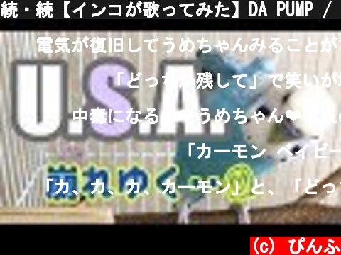 続・続【インコが歌ってみた】DA PUMP / U.S.A.　セキセイインコ・うめ  (c) ぴんふ