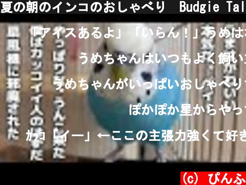 夏の朝のインコのおしゃべり　Budgie Talks on Summer Morning  (c) ぴんふ