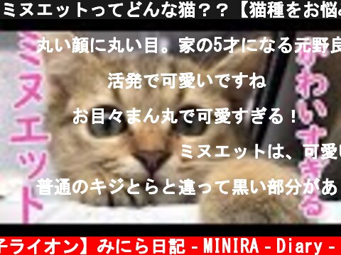 ミヌエットってどんな猫？？【猫種をお悩みの方必見!!】  (c) 【子ライオン】みにら日記‐MINIRA‐Diary‐
