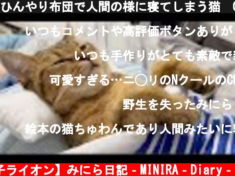ひんやり布団で人間の様に寝てしまう猫　Cute cat sleeping like a human  (c) 【子ライオン】みにら日記‐MINIRA‐Diary‐