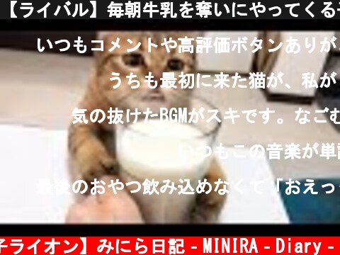 【ライバル】毎朝牛乳を奪いにやってくる子猫が必死すぎるｗｗｗｗ  (c) 【子ライオン】みにら日記‐MINIRA‐Diary‐