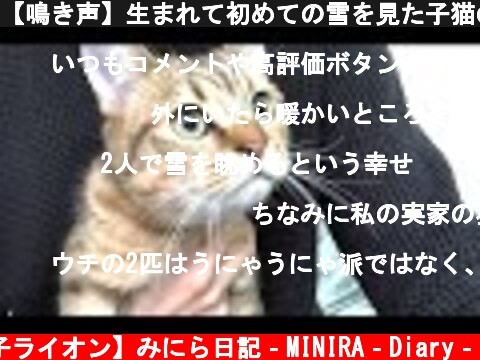 【鳴き声】生まれて初めての雪を見た子猫の独り言が止まらないｗｗｗ  (c) 【子ライオン】みにら日記‐MINIRA‐Diary‐