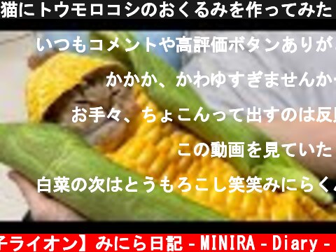 猫にトウモロコシのおくるみを作ってみた　Cat turned into corn  (c) 【子ライオン】みにら日記‐MINIRA‐Diary‐