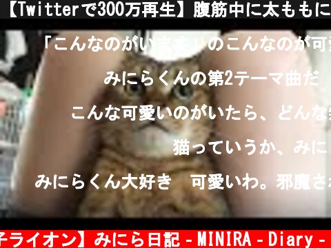 【Twitterで300万再生】腹筋中に太ももに挟まりにくる猫　#shorts  (c) 【子ライオン】みにら日記‐MINIRA‐Diary‐