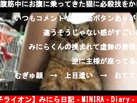 腹筋中にお腹に乗ってきた猫に必殺技をかけたらこの顔ｗｗｗ  (c) 【子ライオン】みにら日記‐MINIRA‐Diary‐