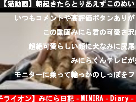 【猫動画】朝起きたらとりあえずこのぬいぐるみを弄ります  (c) 【子ライオン】みにら日記‐MINIRA‐Diary‐