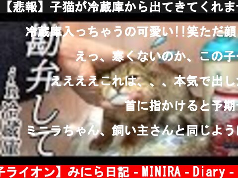 【悲報】子猫が冷蔵庫から出てきてくれません。助けてください。  (c) 【子ライオン】みにら日記‐MINIRA‐Diary‐