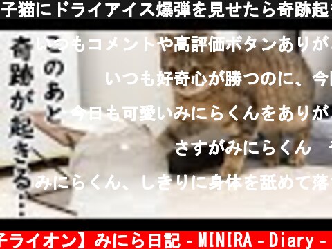 子猫にドライアイス爆弾を見せたら奇跡起きたｗｗｗｗ  (c) 【子ライオン】みにら日記‐MINIRA‐Diary‐