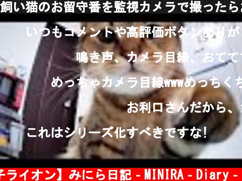 飼い猫のお留守番を監視カメラで撮ったらおもしろ過ぎたｗｗ  (c) 【子ライオン】みにら日記‐MINIRA‐Diary‐