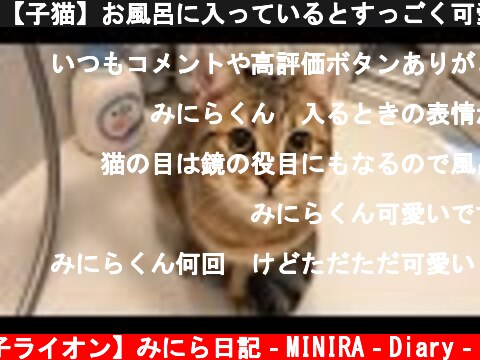 【子猫】お風呂に入っているとすっごく可愛い侵入者が現れた！！！！  (c) 【子ライオン】みにら日記‐MINIRA‐Diary‐