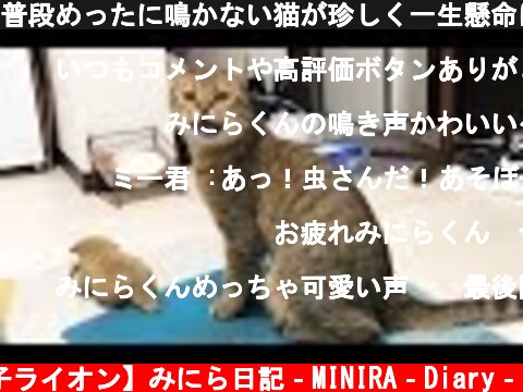 普段めったに鳴かない猫が珍しく一生懸命に鳴いていた理由が意外過ぎた  (c) 【子ライオン】みにら日記‐MINIRA‐Diary‐