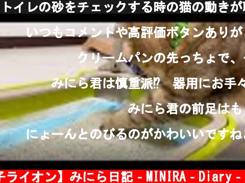 トイレの砂をチェックする時の猫の動きが職人すぎるｗｗ  (c) 【子ライオン】みにら日記‐MINIRA‐Diary‐