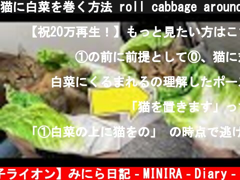 猫に白菜を巻く方法 roll cabbage around a cat【#shorts】  (c) 【子ライオン】みにら日記‐MINIRA‐Diary‐
