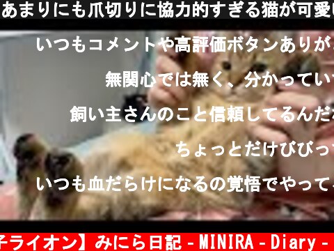 あまりにも爪切りに協力的すぎる猫が可愛いと話題に…  (c) 【子ライオン】みにら日記‐MINIRA‐Diary‐