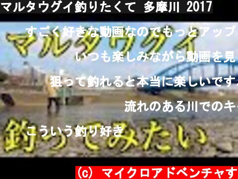 マルタウグイ釣りたくて 多摩川 2017  (c) マイクロアドベンチャす