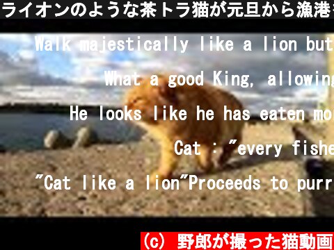 ライオンのような茶トラ猫が元旦から漁港をパトロール  (c) 野郎が撮った猫動画