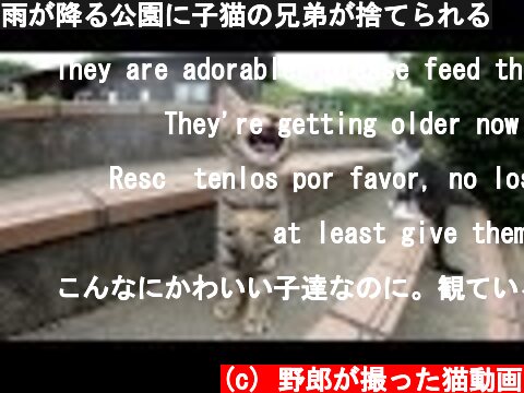 雨が降る公園に子猫の兄弟が捨てられる  (c) 野郎が撮った猫動画