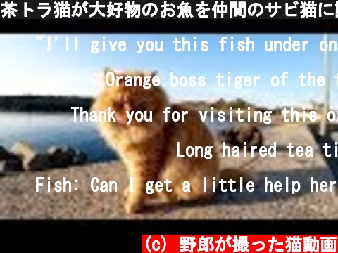 茶トラ猫が大好物のお魚を仲間のサビ猫に譲ってあげる  (c) 野郎が撮った猫動画