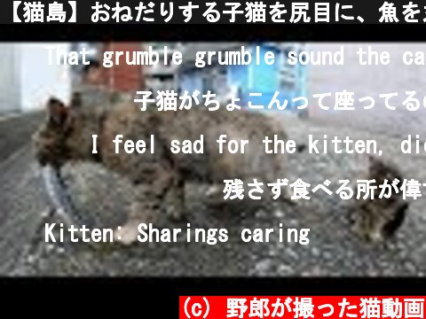 【猫島】おねだりする子猫を尻目に、魚を丸ごと食べる猫  (c) 野郎が撮った猫動画