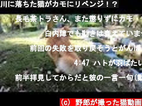 川に落ちた猫がカモにリベンジ！？  (c) 野郎が撮った猫動画