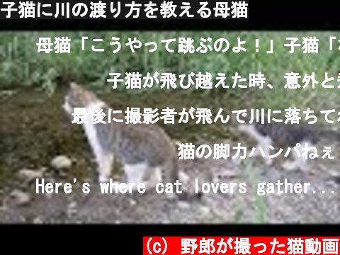 子猫に川の渡り方を教える母猫  (c) 野郎が撮った猫動画