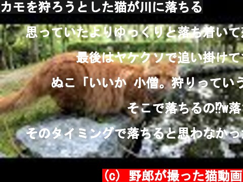 カモを狩ろうとした猫が川に落ちる  (c) 野郎が撮った猫動画