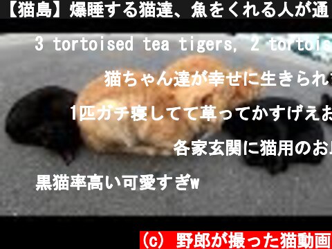 【猫島】爆睡する猫達、魚をくれる人が通りがかると飛び起きる  (c) 野郎が撮った猫動画