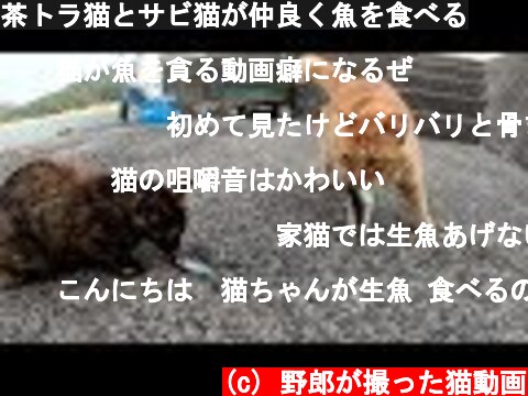 茶トラ猫とサビ猫が仲良く魚を食べる  (c) 野郎が撮った猫動画