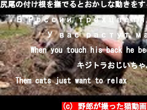 尻尾の付け根を撫でるとおかしな動きをする老猫  (c) 野郎が撮った猫動画
