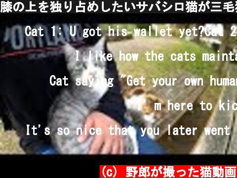 膝の上を独り占めしたいサバシロ猫が三毛猫と大喧嘩！  (c) 野郎が撮った猫動画