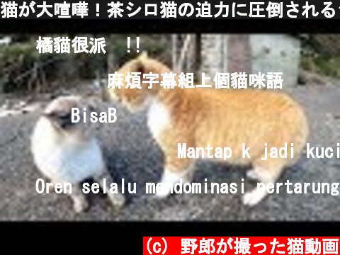 猫が大喧嘩！茶シロ猫の迫力に圧倒されるシャム猫  (c) 野郎が撮った猫動画