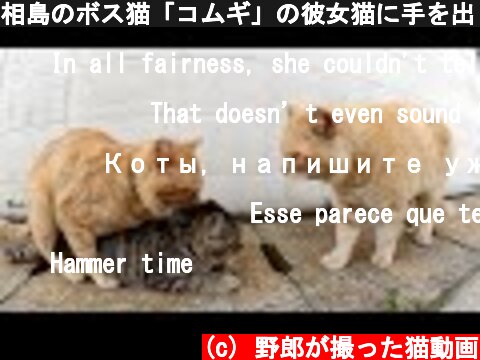 相島のボス猫「コムギ」の彼女猫に手を出した茶トラ猫の末路・・・  (c) 野郎が撮った猫動画