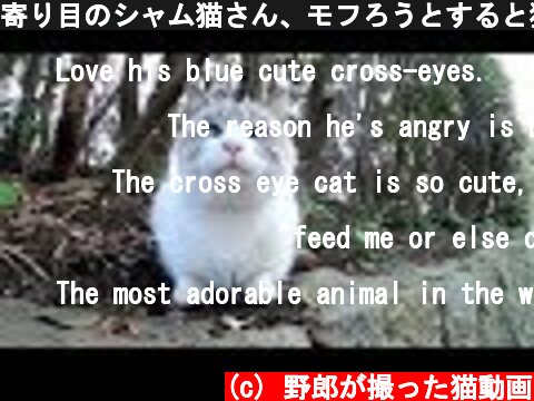 寄り目のシャム猫さん、モフろうとすると猫パンチ！  (c) 野郎が撮った猫動画