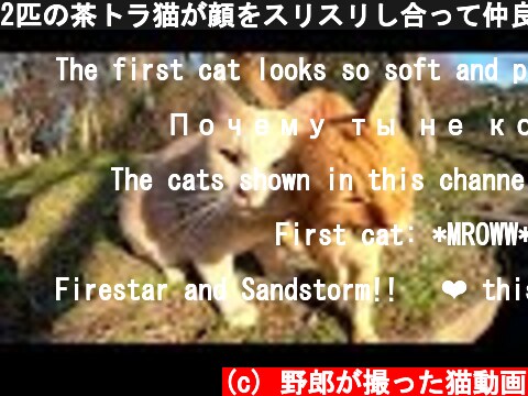 2匹の茶トラ猫が顔をスリスリし合って仲良しアピール！  (c) 野郎が撮った猫動画