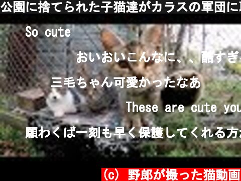 公園に捨てられた子猫達がカラスの軍団に取り囲まれる  (c) 野郎が撮った猫動画