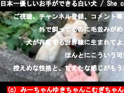 日本一優しいお手ができる白い犬 / She can do the most peaceful shake hands in Japan  (c) みーちゃんゆきちゃんこむぎちゃん