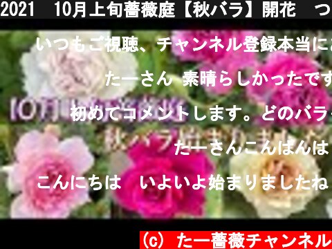 2021🌹10月上旬薔薇庭【秋バラ】開花🌹ついに秋バラ始まりました😊🐻  (c) たー薔薇チャンネル