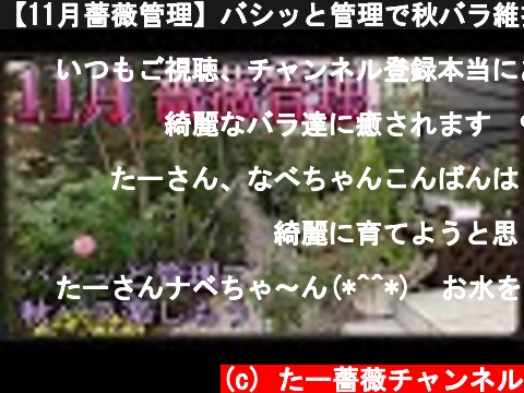 【11月薔薇管理】バシッと管理で秋バラ維持します🌹✨  (c) たー薔薇チャンネル