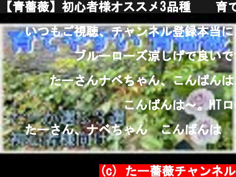 【青薔薇】初心者様オススメ3品種🌹✨育てやすい青バラ😊🐻  (c) たー薔薇チャンネル