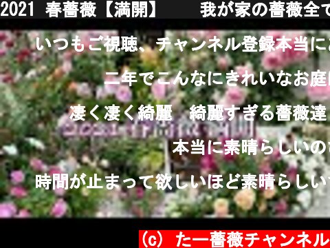 2021 春薔薇【満開】🌹✨我が家の薔薇全てお見せします😊🐻  (c) たー薔薇チャンネル