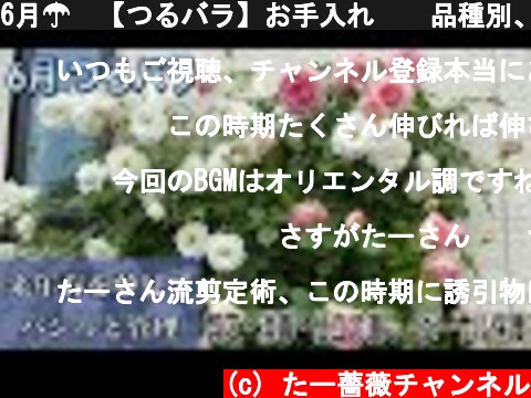 6月☂️【つるバラ】お手入れ🌹✨品種別、大きさごとに方法が違います😊🐻  (c) たー薔薇チャンネル